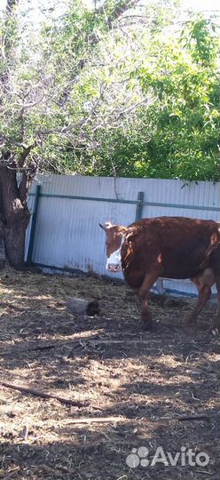 Корова дойная