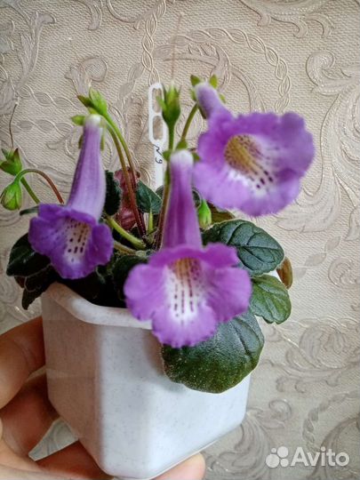 Минисиннингия