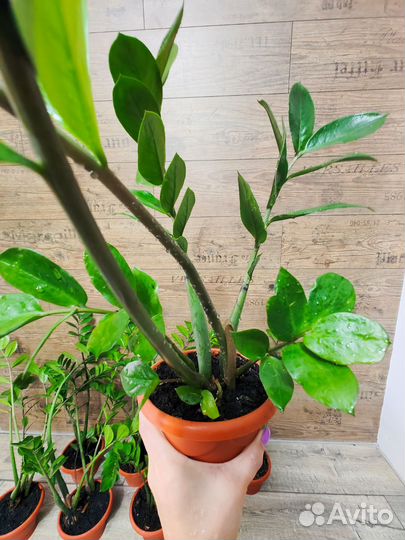 Замиокулькас