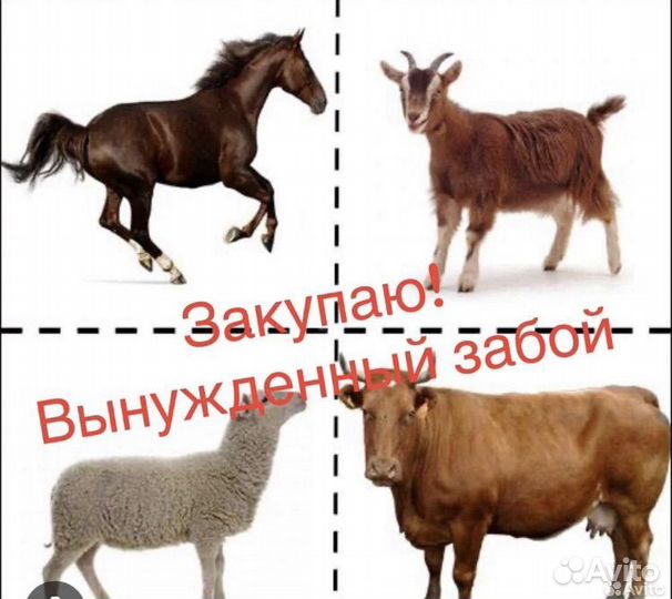 С с к купаю скот