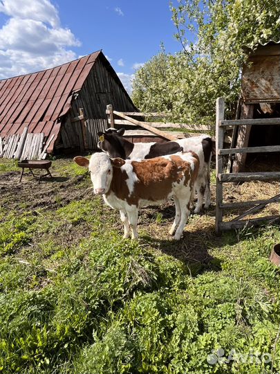Телята бычки