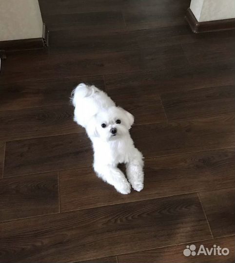 Вязка Мальтийская болонка мальчик