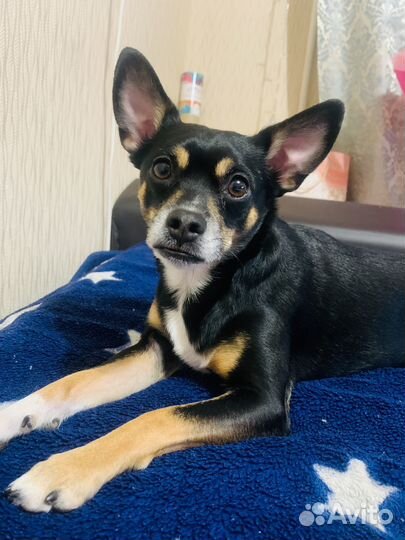 Собака в добрые руки