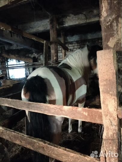 Продам лошадь