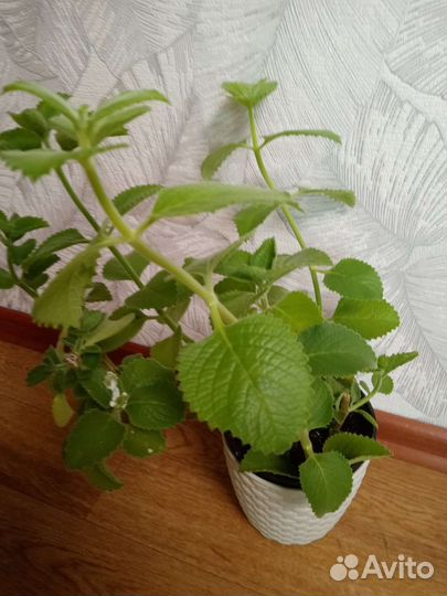 Плектрантус