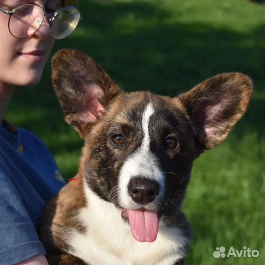 Вельш-корги