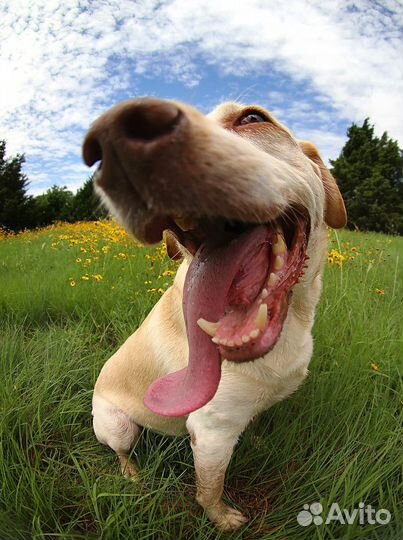 Выезд ветеринарного врача на дом (с 9.00 до 6.00)