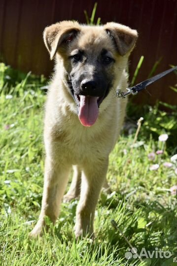 Щенок мальчик Оскар 3,5 мес