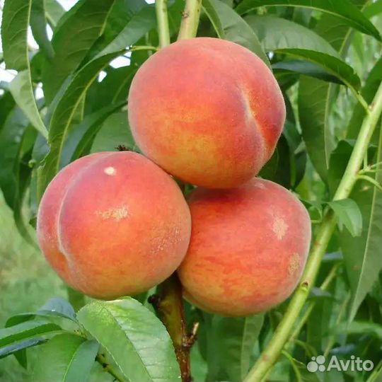 Саженцы персика оптом