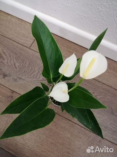 Антуриум Лили, Лили Вайт, Ливиум Микро, Матата