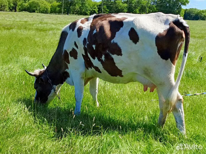 С/х животные коровы