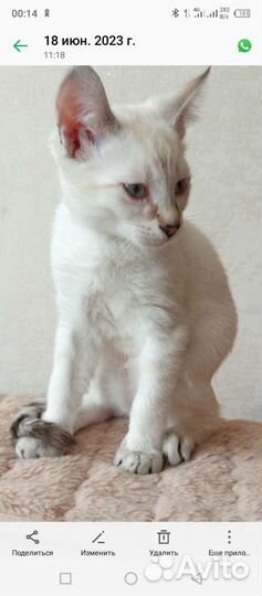Котята гибриды