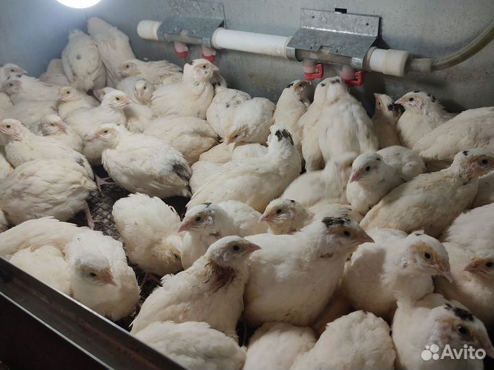 Перепелки несушки