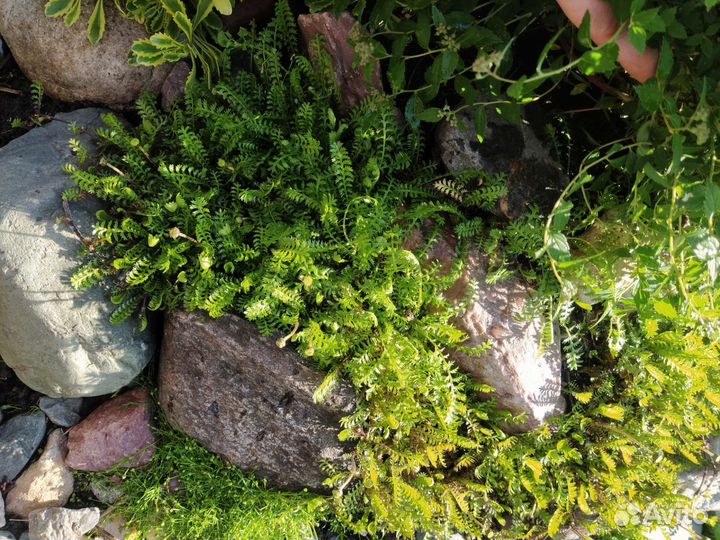 Почвопокровник катула