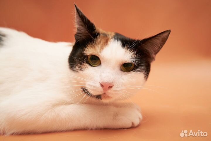 Трехцветная кошка