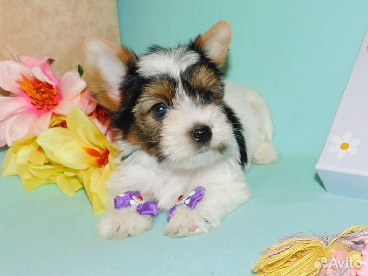 Малыши Бивера, мальчишки