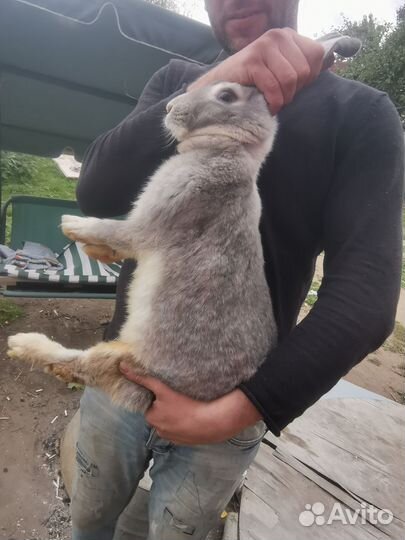 Кролик на разведение Самка