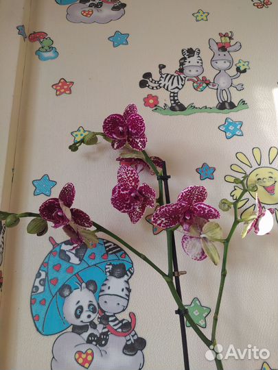 Орхидея дикий кот