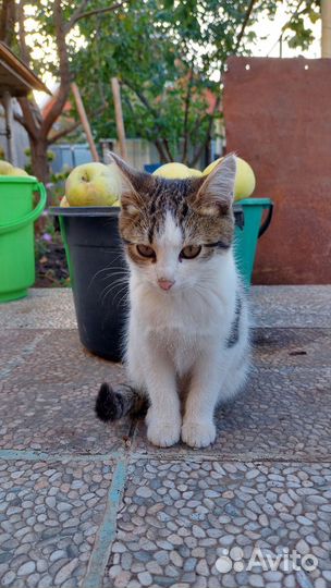 Котята в добрые руки(мальчики)