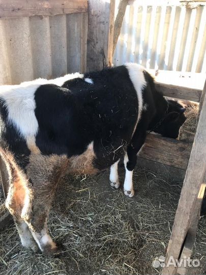 Бычки на откорм