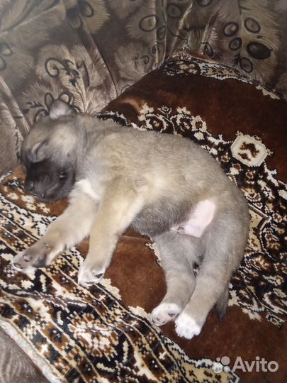 Возьмите щенков