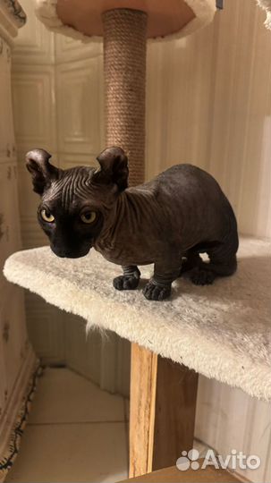 Канадский сфинкс эльф котенок