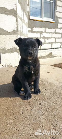Щенки в добрые руки бесплатно