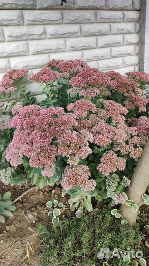 Флокс шиловидный, очитки, гибискус, пассифлора