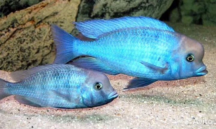 Корм для цихлид