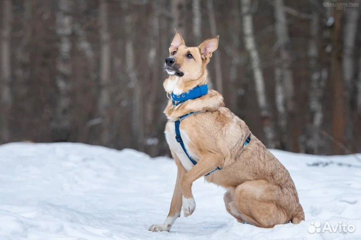 Собака из приюта Лавр в добрые руки