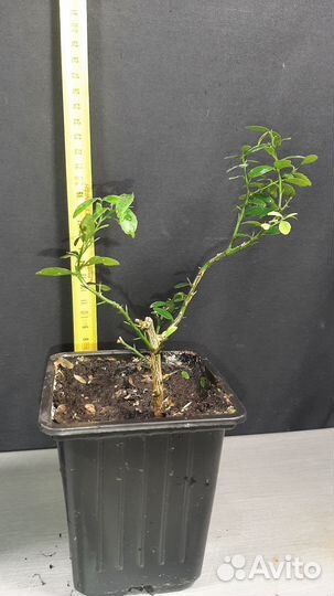 Пальчиковый лайм Фингер