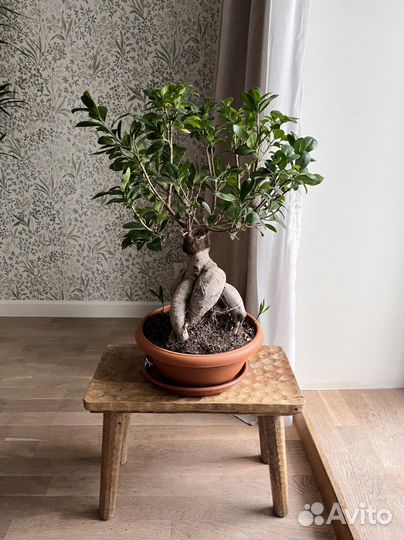 Большой бонсай 60 см