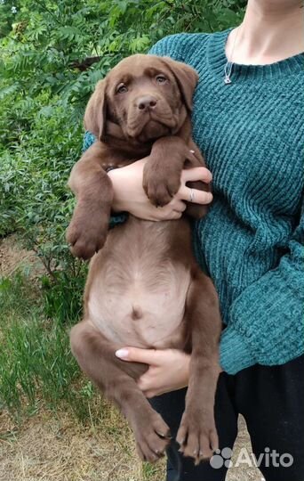 Шоколадные щенки лабрадора