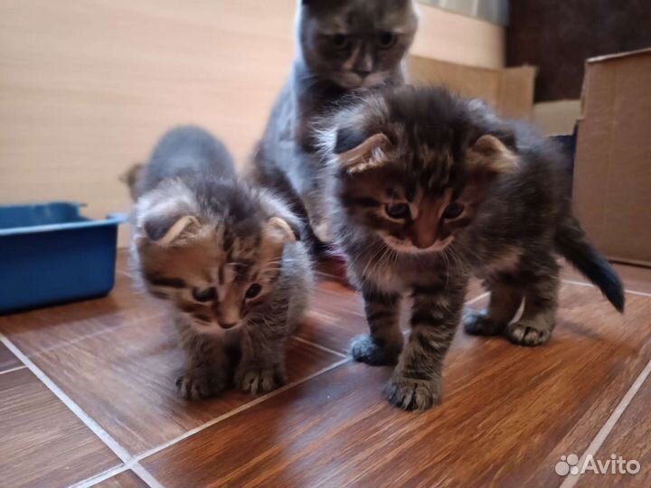 Шотландские вислоухие котята