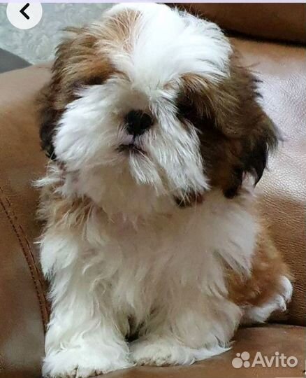 Мальчик Ши-тцу