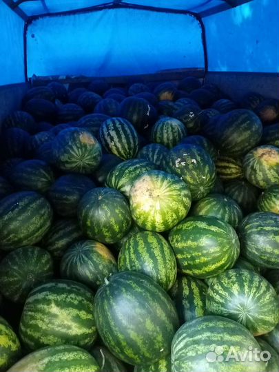 Черлакский арбузы