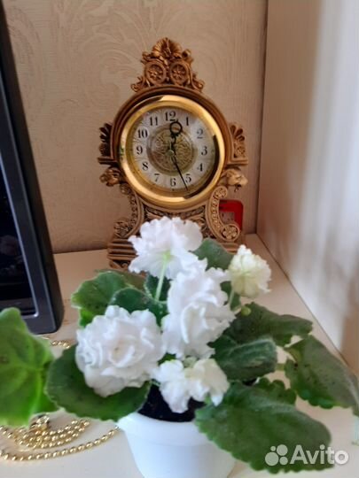 Махровые фиалки