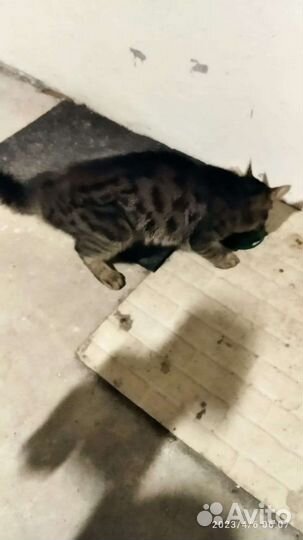 Котик потерялся