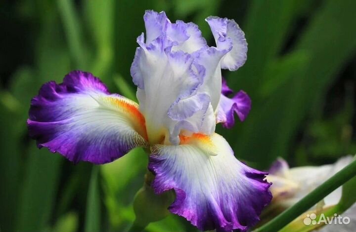 Ароматизаторы для мыла(Франция)