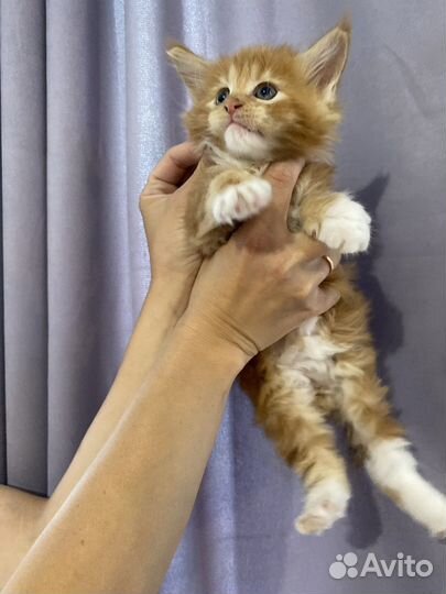 Котята мейн-кун