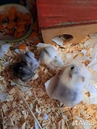 Джунгарский хомяк белый