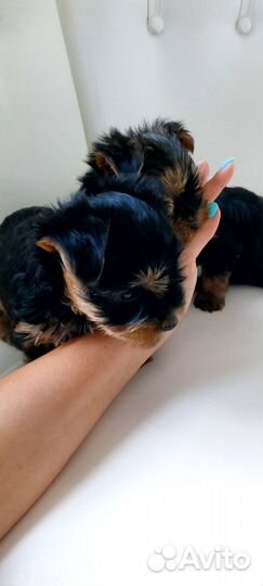 Собаки щенки маленькой породы