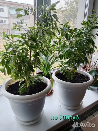 Фикус Бенджамина