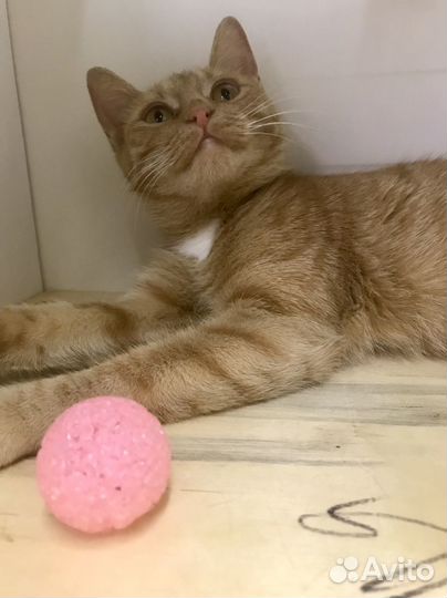 Кошка в добрые руки