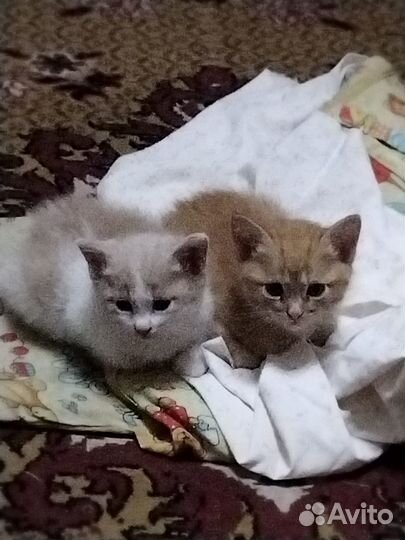 Котята - милые пушистики