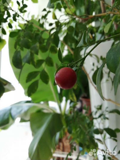 Муррайя экзотика, семена (свежие ягоды)