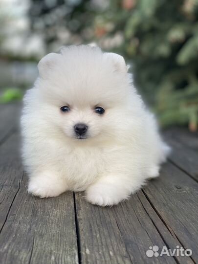 Шпицули девочки