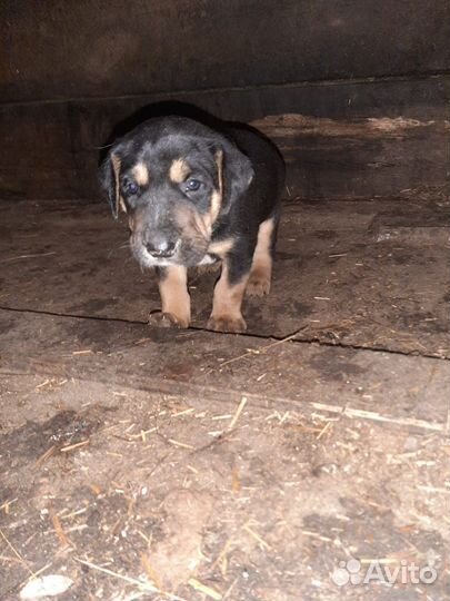 Собаки щенки