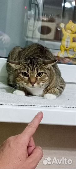 Кошка в дар