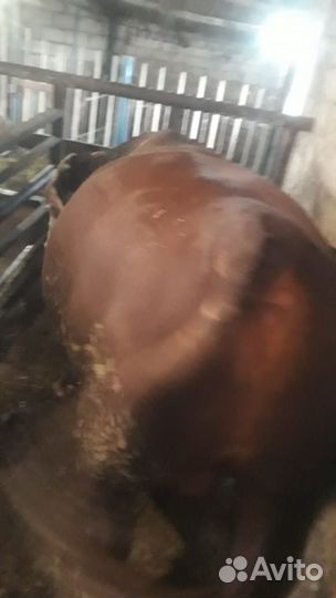 Быки 1,3-1,4 года